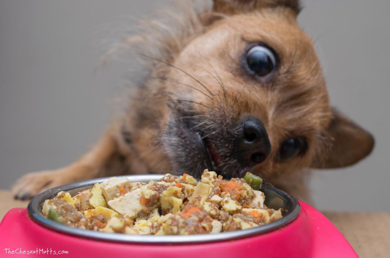 Fooddog